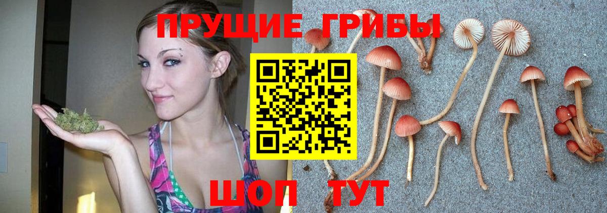 Галлюциногенные грибы Psilocybine cubensis Богородск